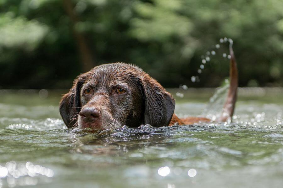 Hund der aktiveres i vand