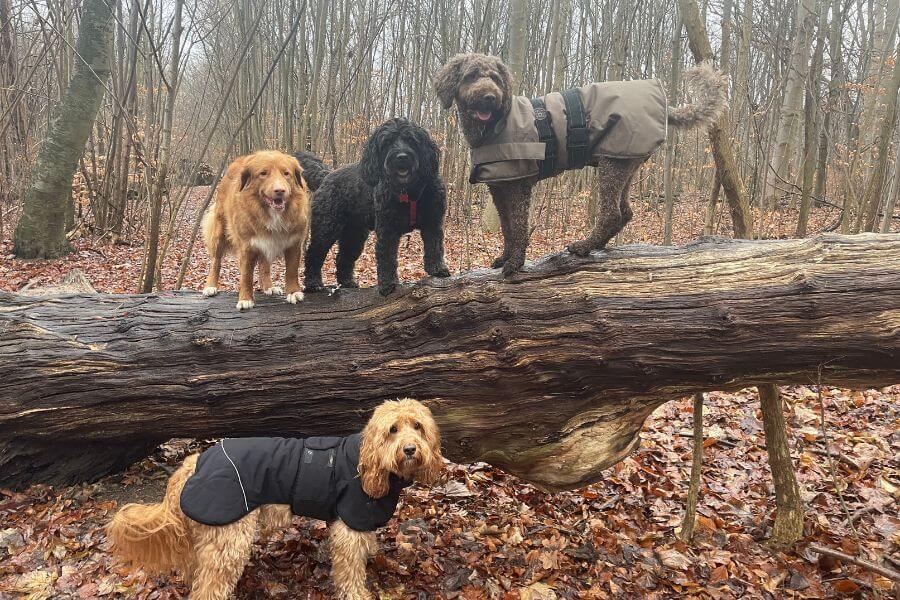 Hunde der aktiveres i skov